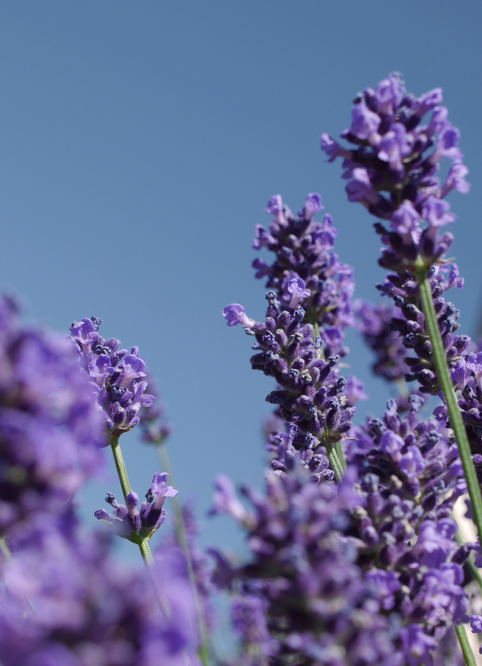 Lavender Soap 35g