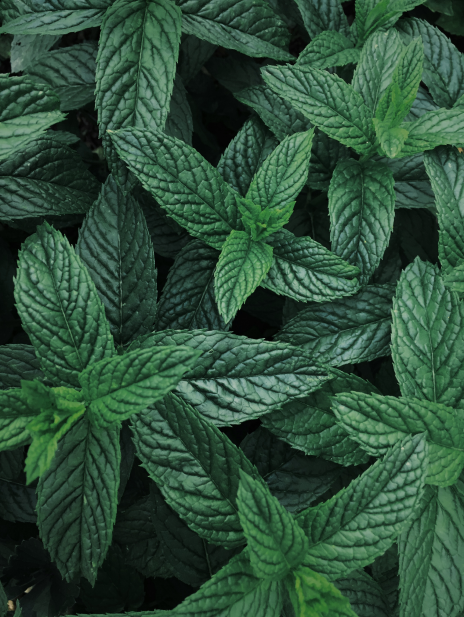Mint Soap 70g
