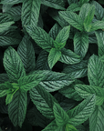 Sabonete de Menta 35g