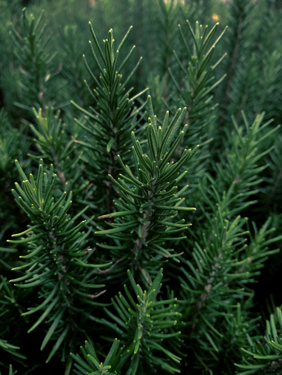 Rosemary Soap 70g